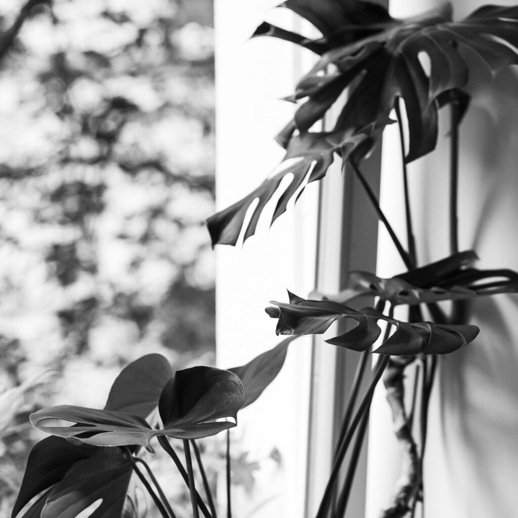 Snapshot of a Monstera plant in a Pilates studio. A feeling of quality of life in a good atmosphere.